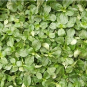 Nüsslisalat